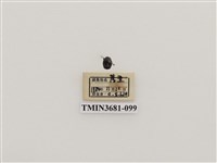 藏品(鞘翅目(1))的圖片